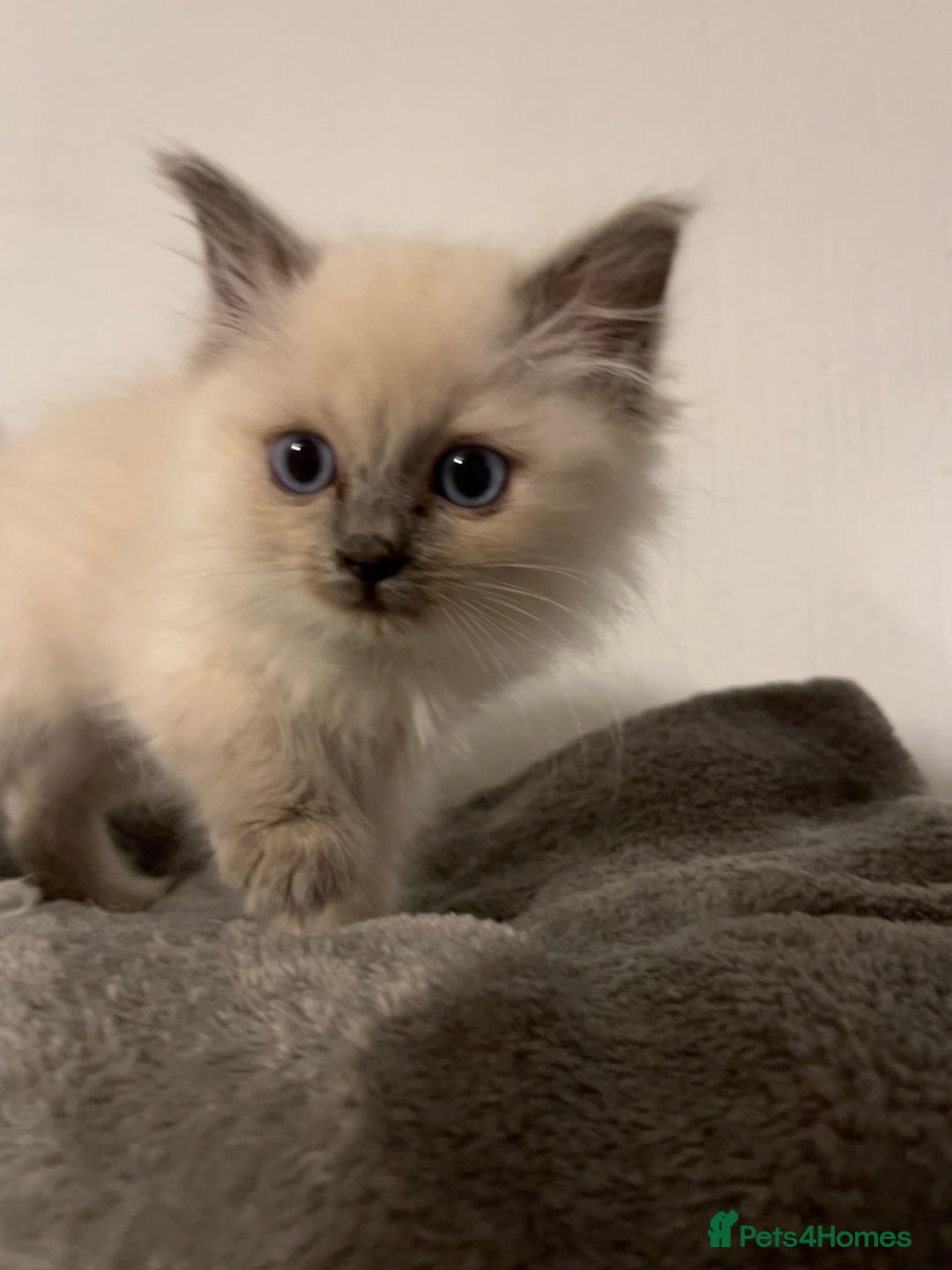 Ragdoll cats for sale: 5 Gorgeous TICA Ragdoll Kittens - Image 5