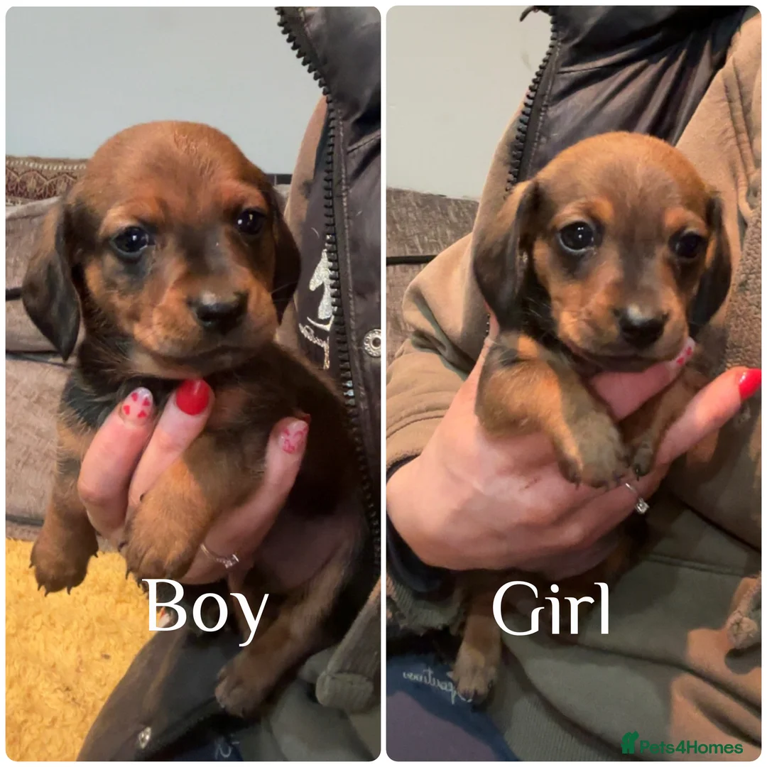 Miniature Dachshund dogs for sale: READY 8th March Miniature LH dachshund puppies  - Advert 1