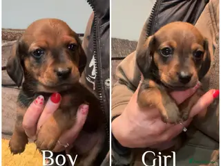 Miniature Dachshund dogs Miniature long haired dachshund puppies - Advert 1