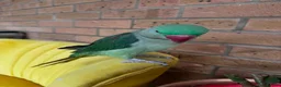 Parrots birds for sale: Cheeky year old alexandrine parrot - he talks!!  in Ilford - Advert 3