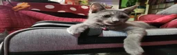 Chartreux cats for sale: French Chartreux - Passport, Affection and Health in Dundee - Advert 6