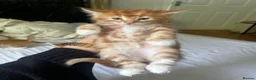 Mixed Breed cats for sale: Siberian Mix kittens - Advert 6