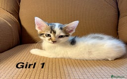 Mixed Breed cats for sale: Adorable mixed breed kittens in Kent! - Image 10
