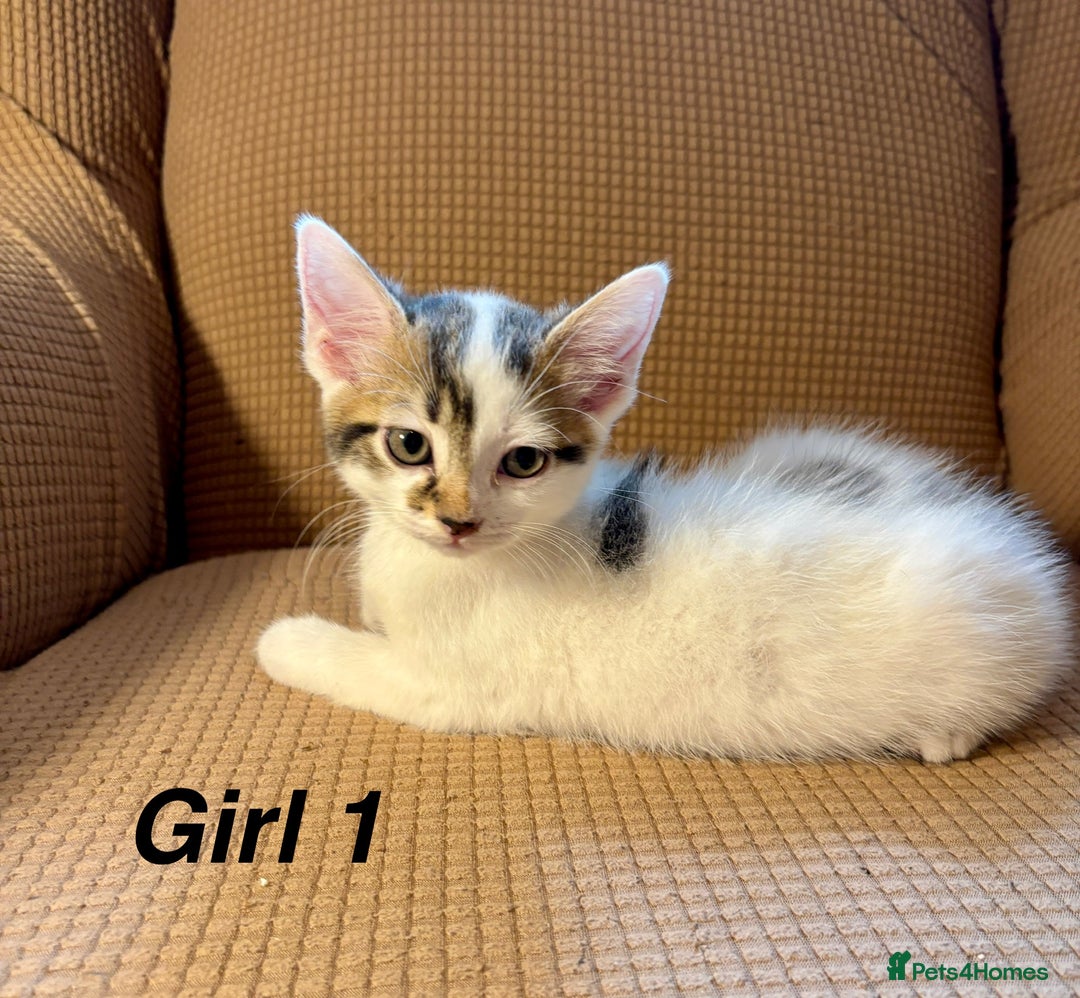 Mixed Breed cats for sale: Adorable mixed breed kittens in Kent! - Image 10