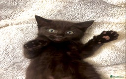 Norwegian Forest Cat cats for sale: Beautiful fluffy kittens - Image 37
