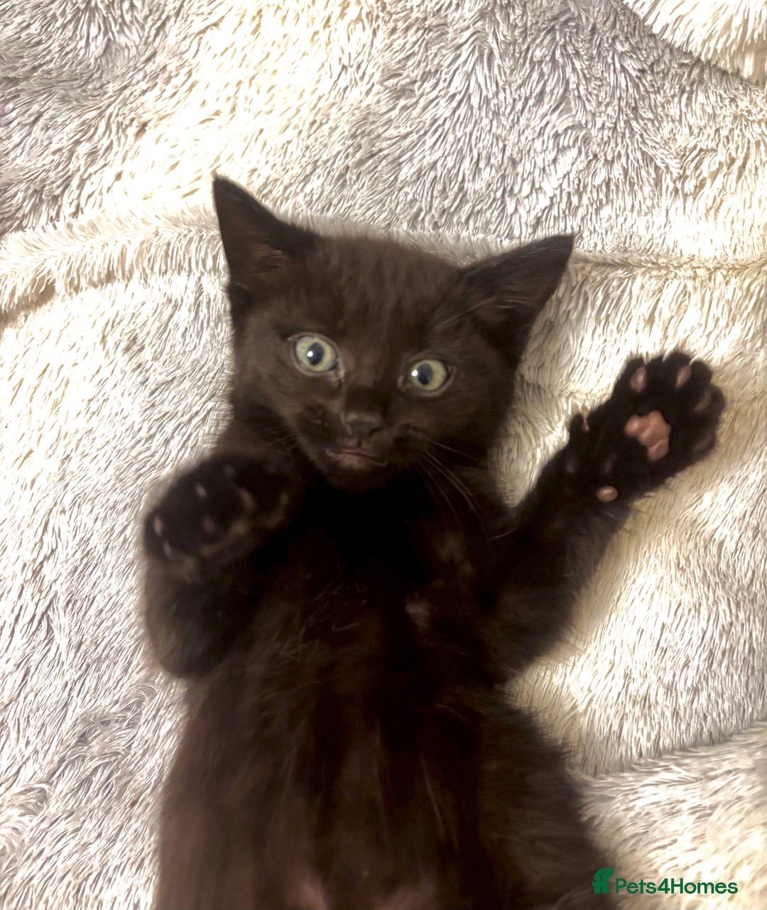 Norwegian Forest Cat cats for sale: Beautiful fluffy kittens - Image 37