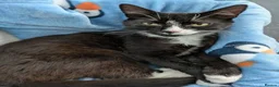 Mixed Breed cats for adoption: TOBY. - Advert 3