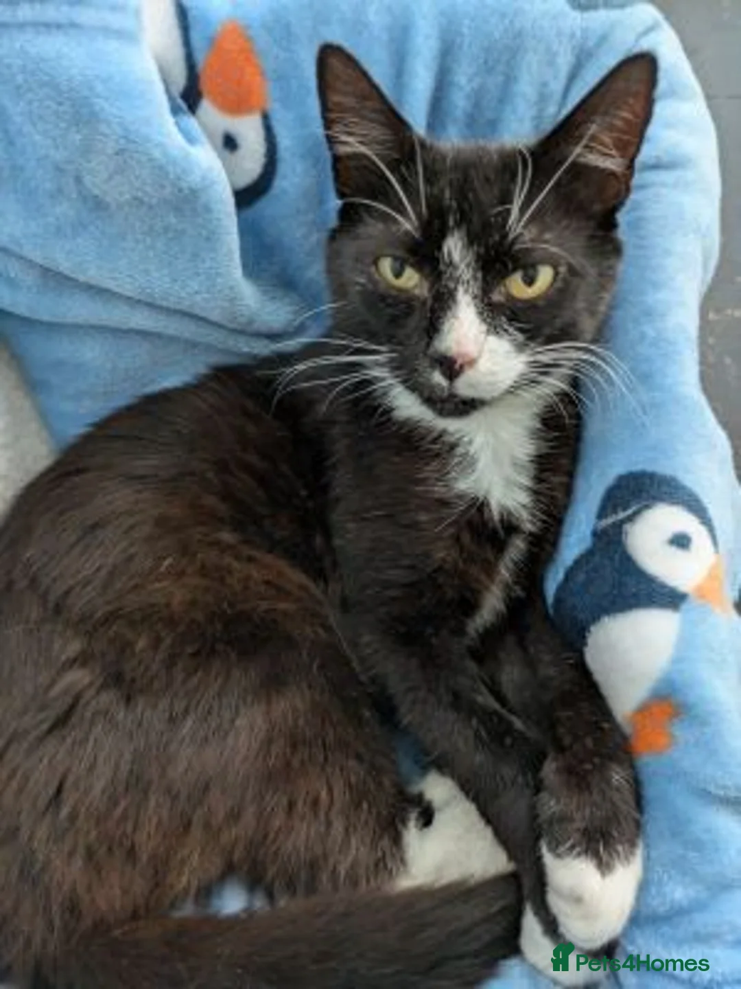 Mixed Breed cats for adoption: TOBY. - Advert 3