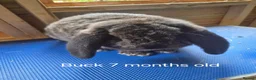 French Lop rabbits for sale: 6 show type french lops  - Advert 3