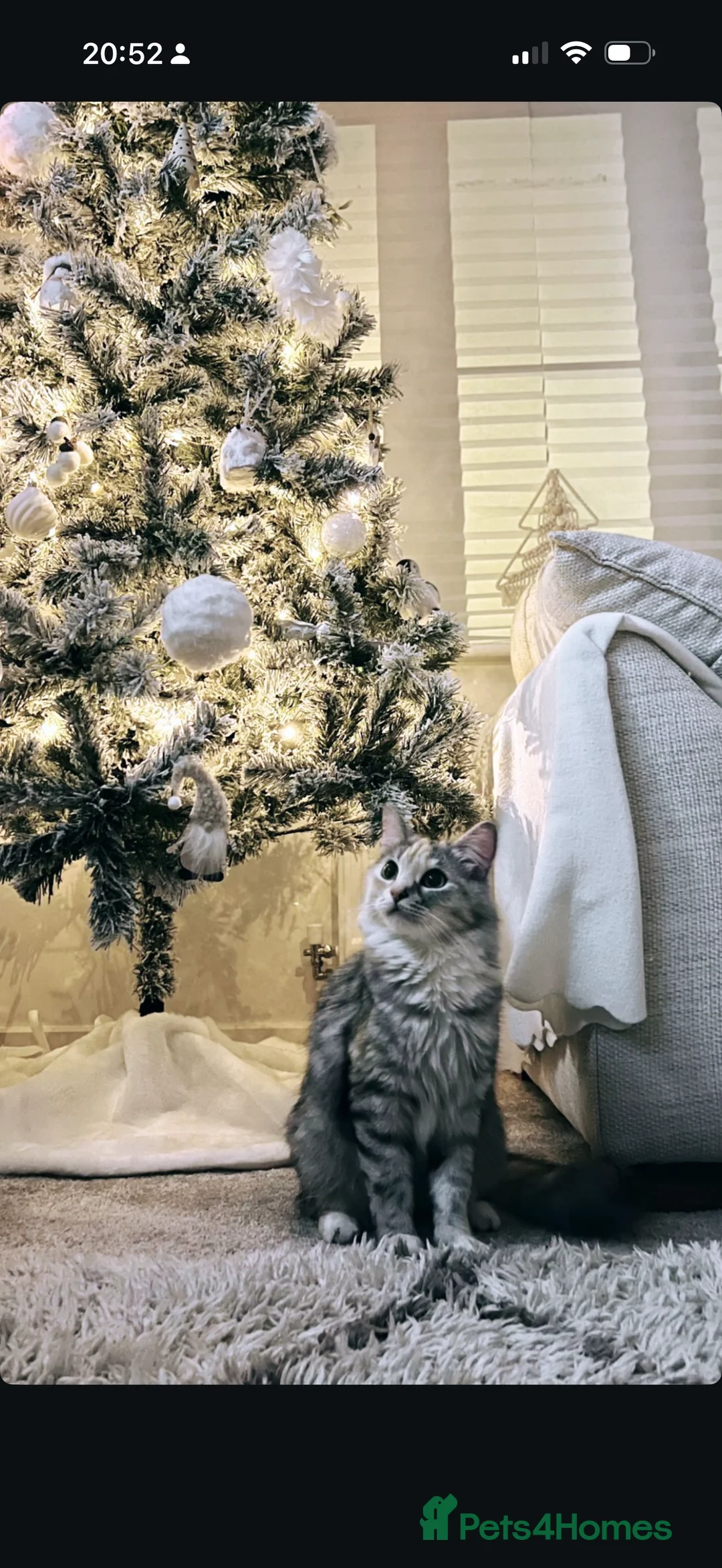 Ragdoll cats for sale: Ragdoll X Kittens  - Advert 8