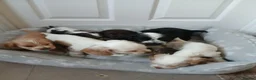 Cocker Spaniel dogs for sale: Kc registered show type spaniels  in Wickford - Advert 1