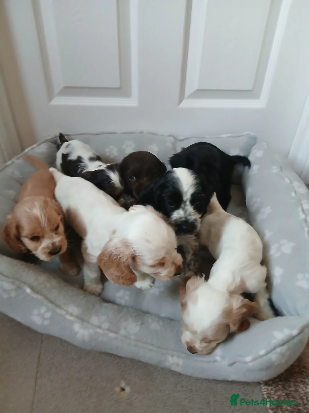 Cocker Spaniel dogs for sale: Kc registered show type spaniels  in Wickford - Advert 1