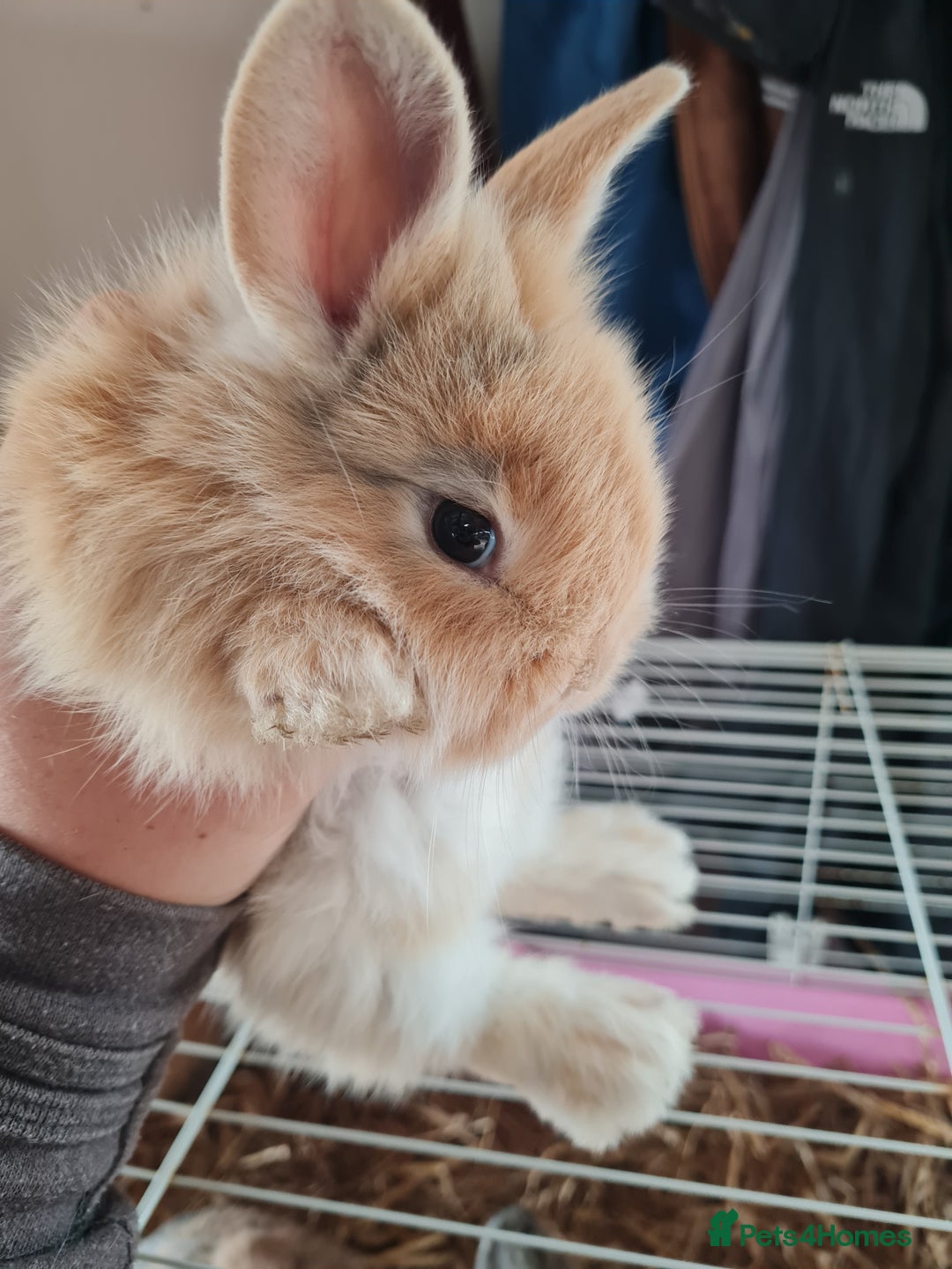 Lionhead rabbits for sale: Three kits left - Image 5