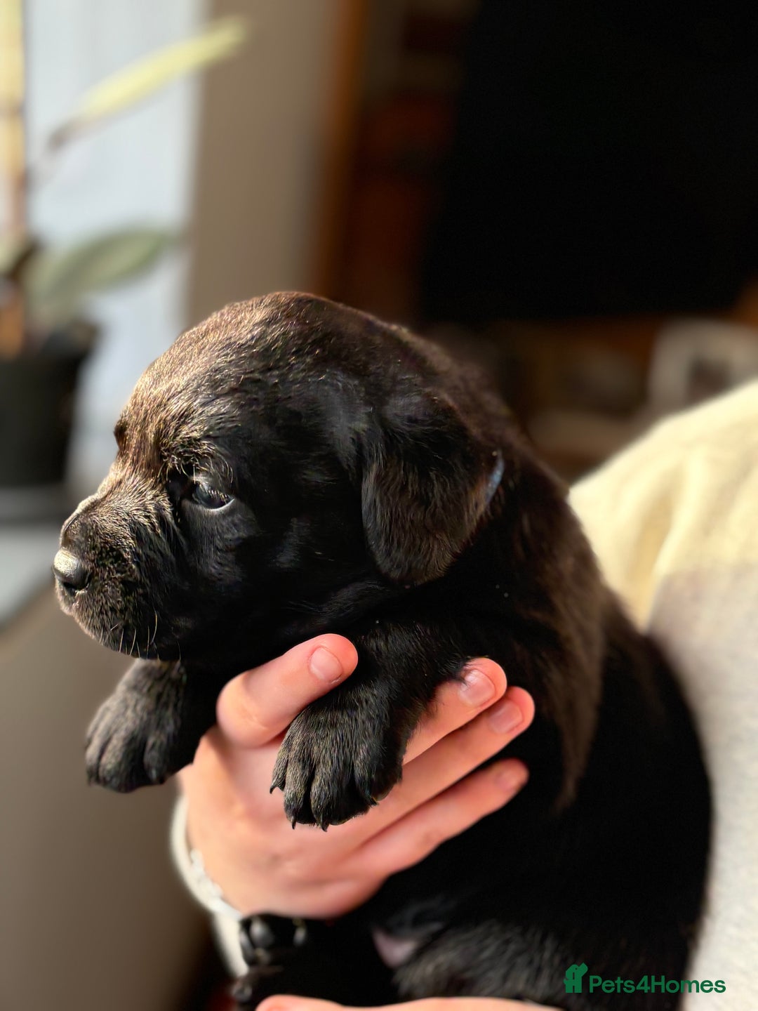 Labrador Retriever dogs for sale: Chunky Labrador puppies  - Advert 6