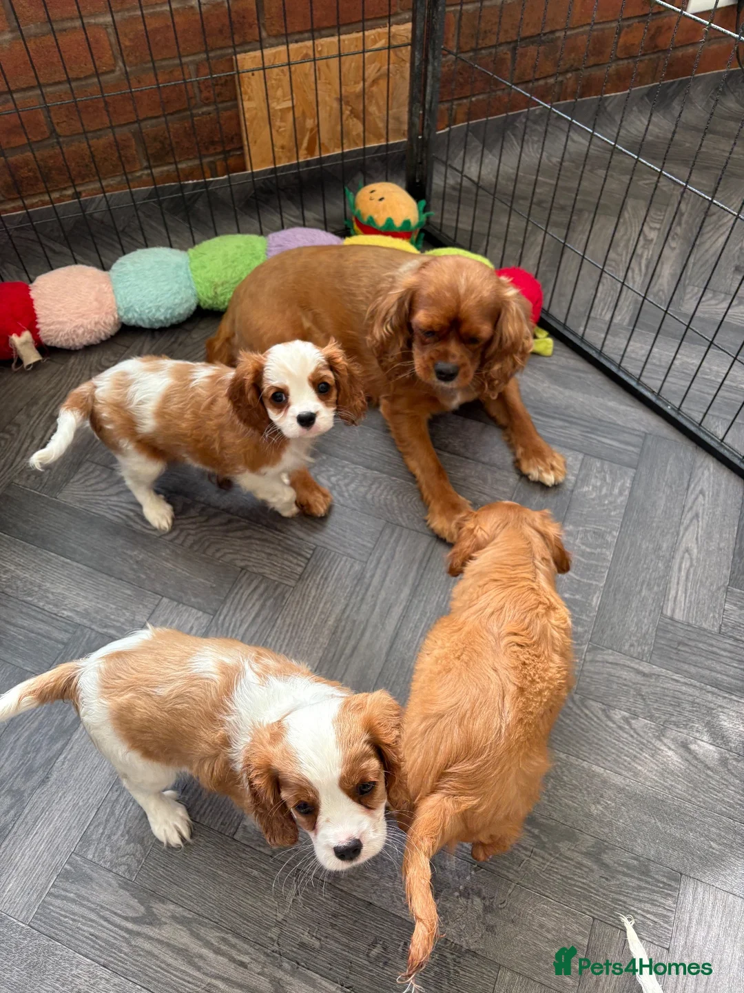 Cavalier King Charles Spaniel dogs for sale: stunning cavalier king charles puppies - Advert 3