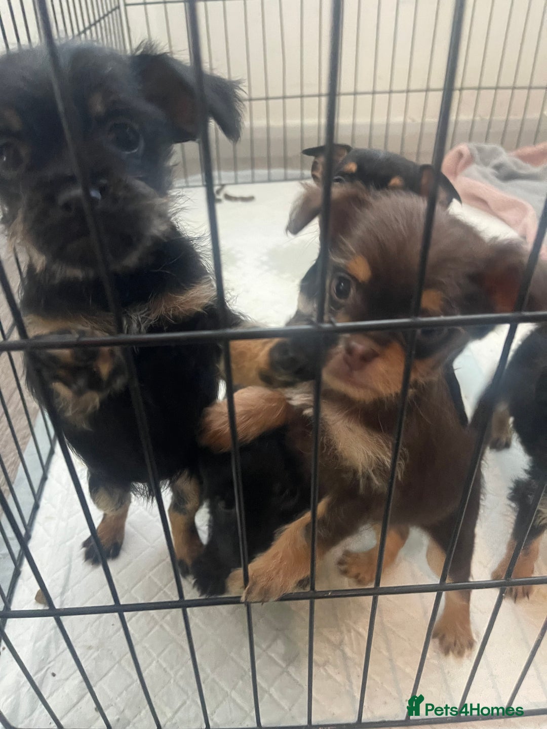 Mixed Breed dogs for sale: Jackapoo/French bulldog  - Advert 25