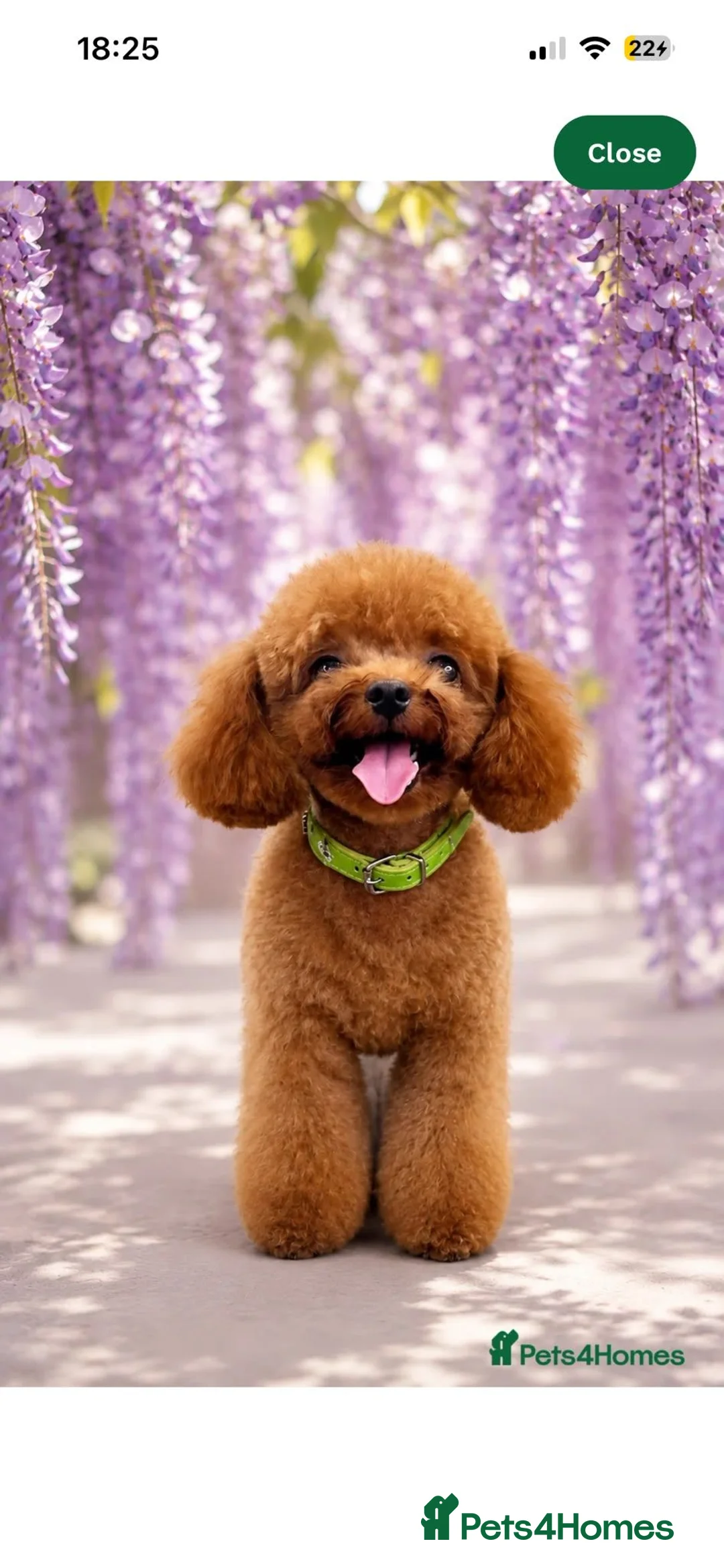 Maltipoo dogs for sale: 3 Gorgeous Asian F1 small Maltipoos in Nuneaton - Advert 9