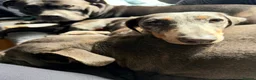 Miniature Dachshund dogs for sale: Miniature dachshund - Advert 4