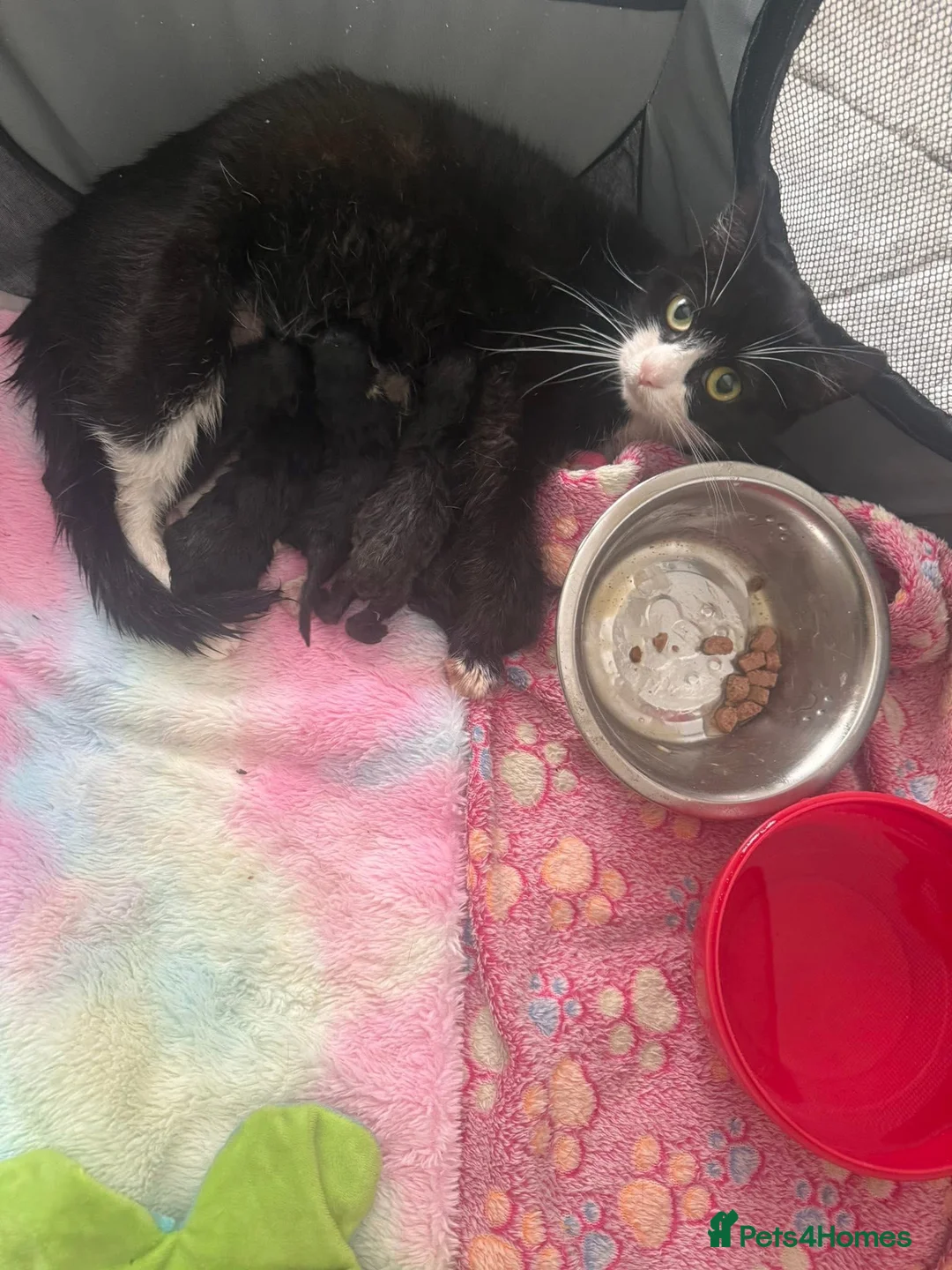 Mixed Breed cats for sale: 6 kittens 4 fully black and 2 black and white  - Advert 2