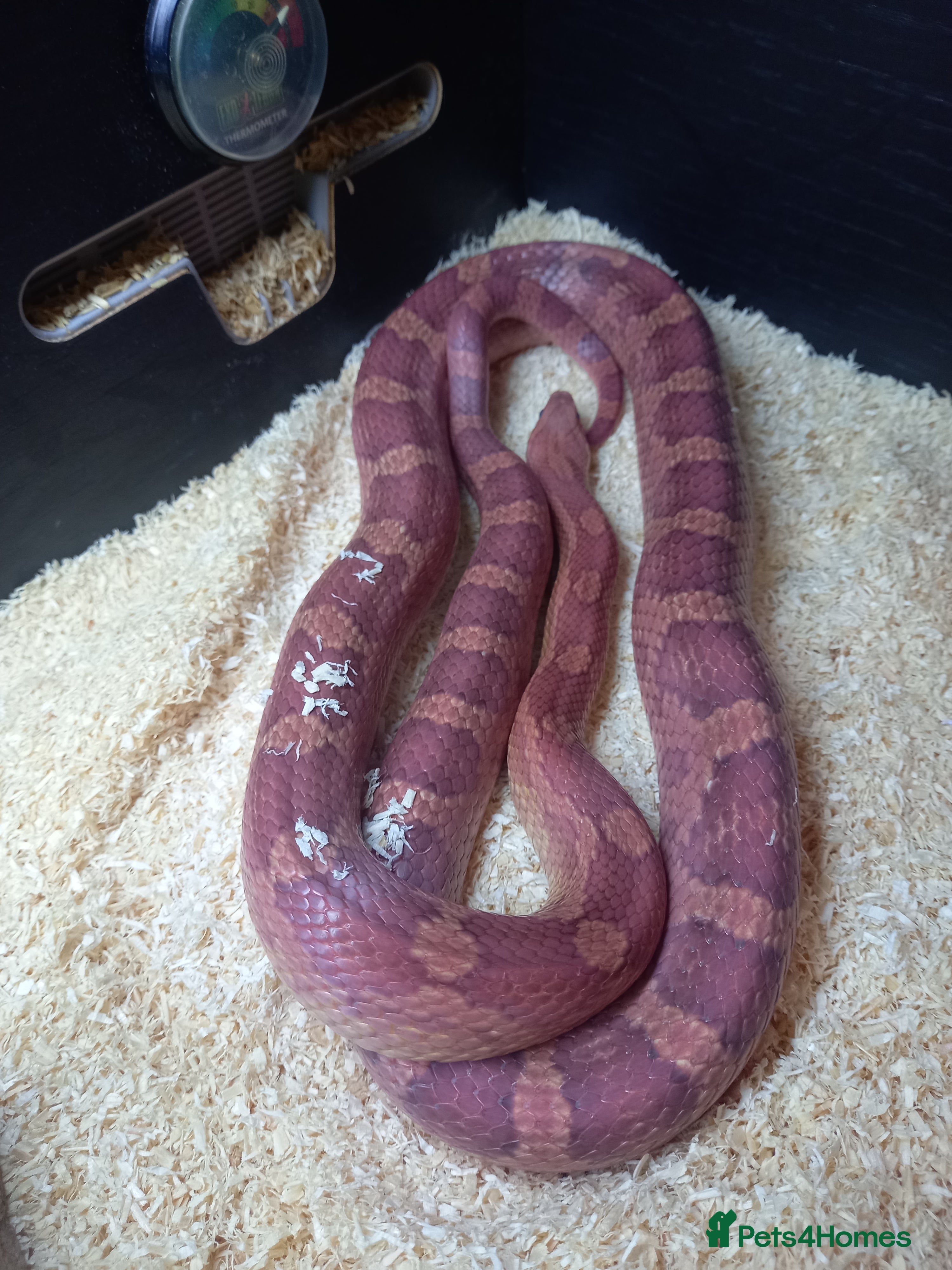 Corn Snake reptiles Cornsnake for sale  - Advert 2