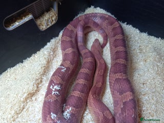Corn Snake reptiles - Advert 13