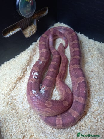 Corn Snake reptiles - Advert 7