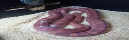 Corn Snake reptiles for sale: Cornsnake for sale  - Advert 1