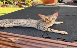 Savannah cats for sale: Beautiful F4 True to Type Savannah - Image 4