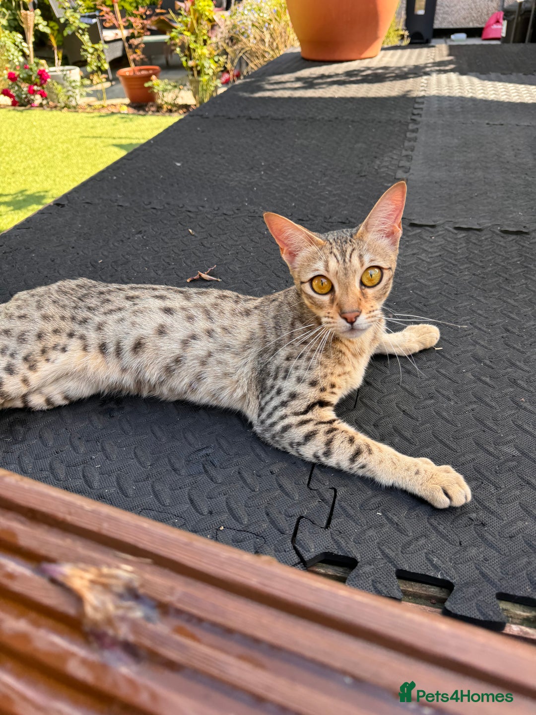 Savannah cats for sale: Beautiful F4 True to Type Savannah - Image 4