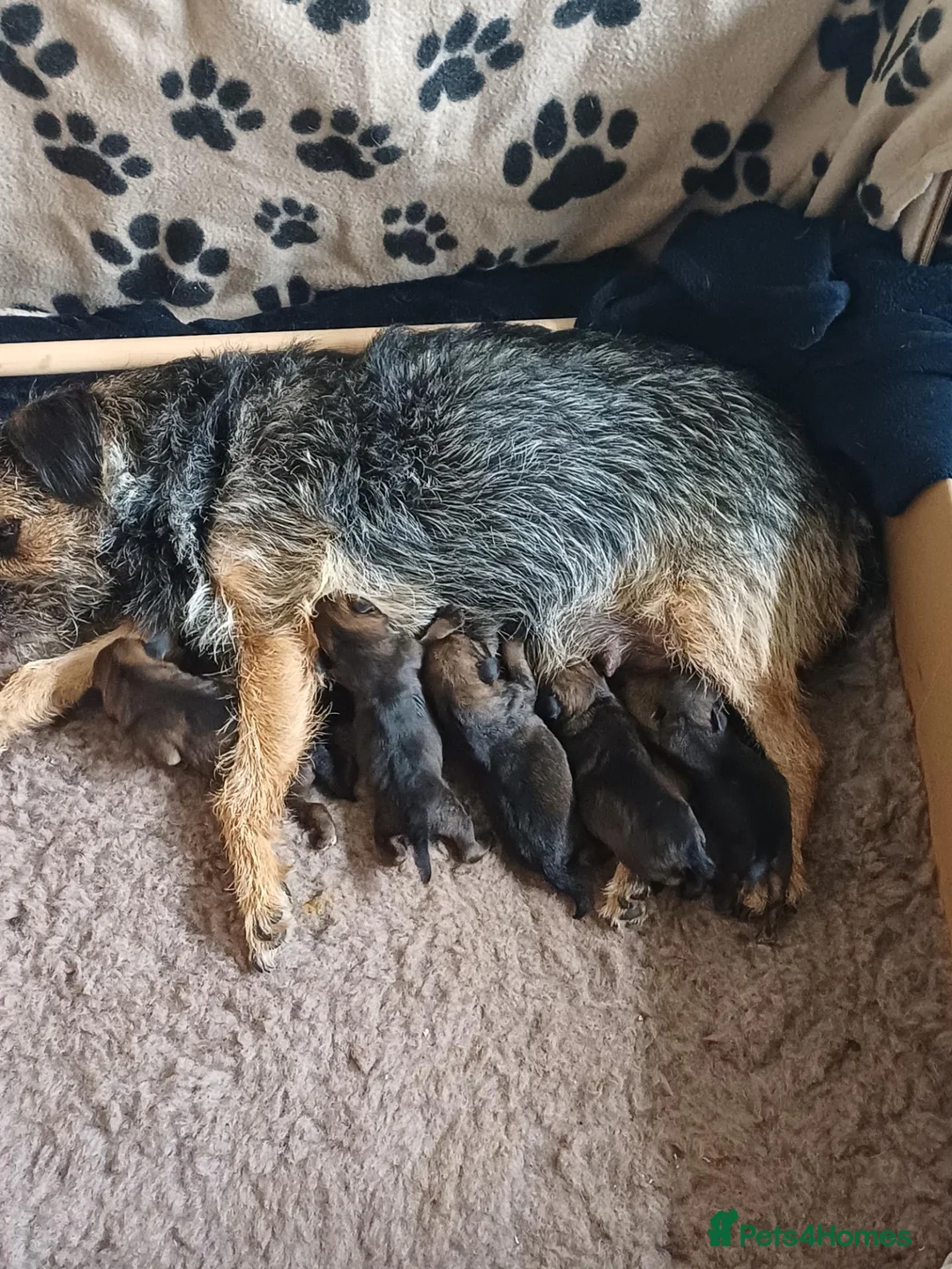 Border Terrier dogs for sale: Gorgeous Border Terrier pups in Selkirk - Advert 9