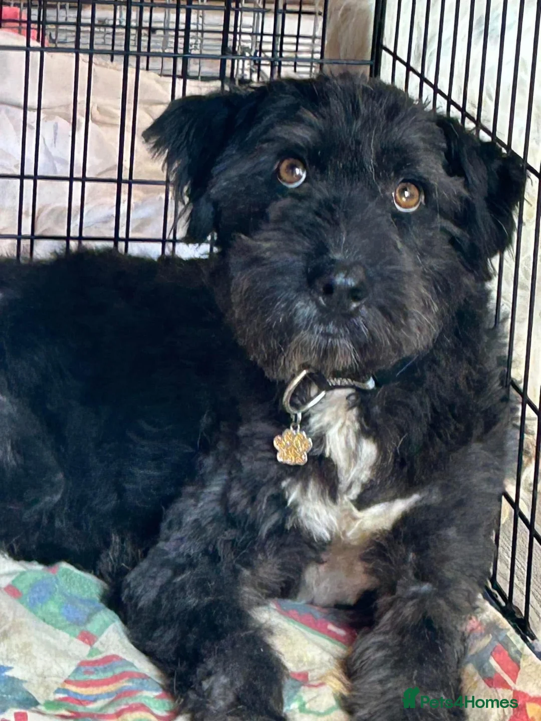 Mixed Breed dogs for adoption: Colby - Norwich Norfolk  in Norwich - Advert 26