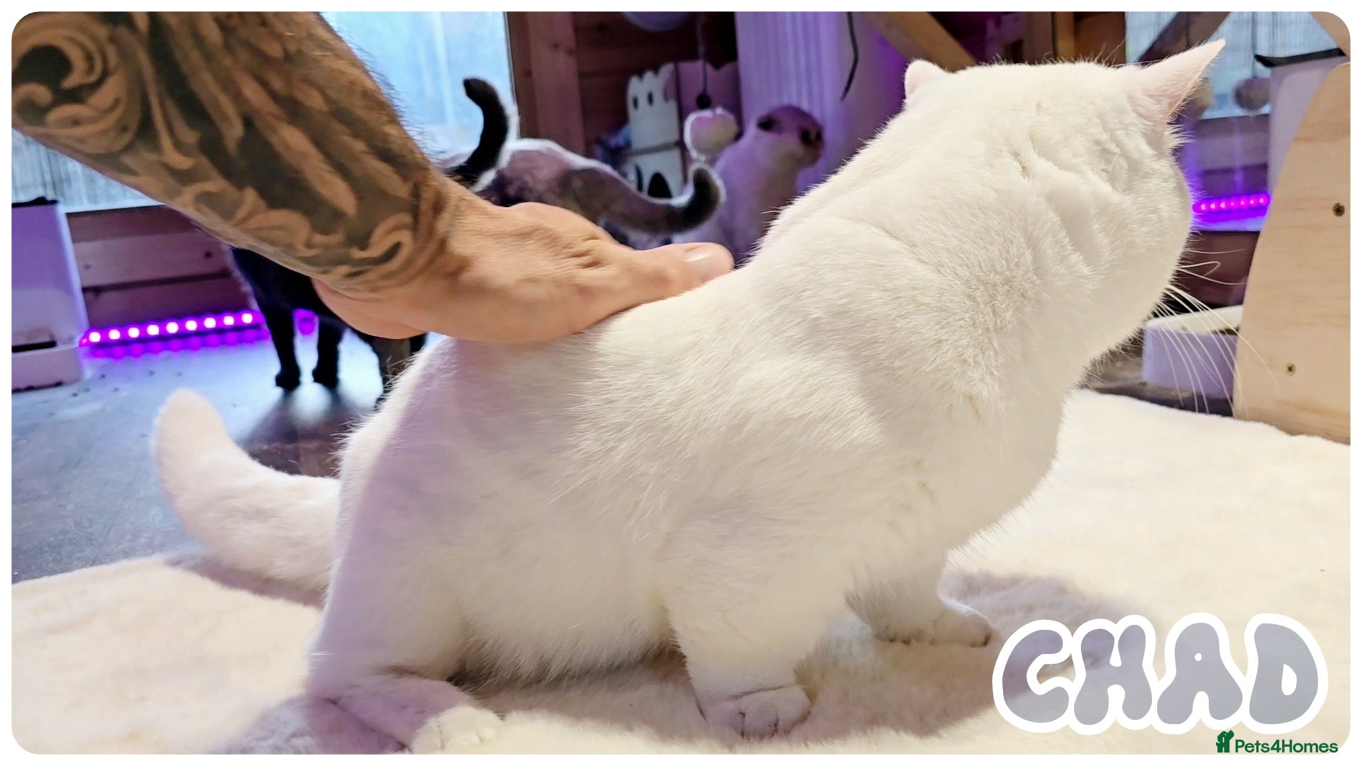 British Shorthair cats Munchkin British Shorthair White - Advert 2