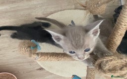 Mixed Breed cats for sale: Oriental X Siamese kittens  - Image 32