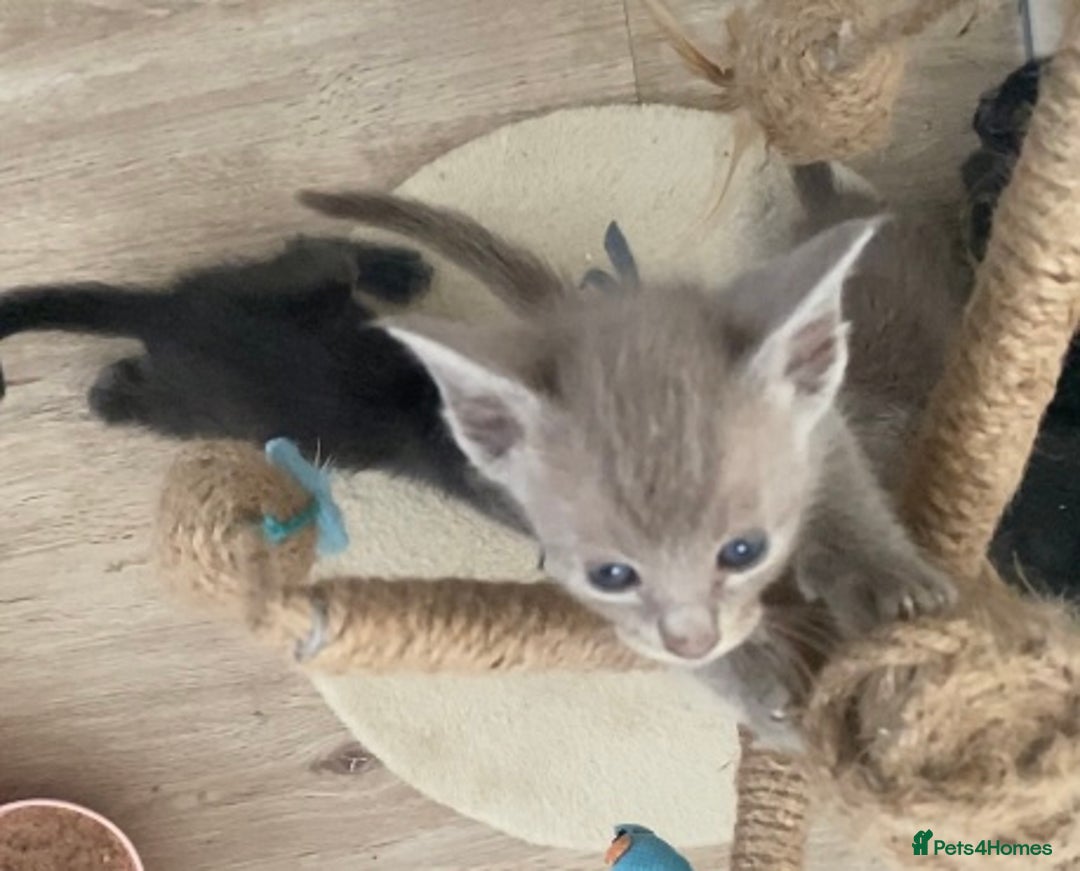 Mixed Breed cats for sale: Oriental X Siamese kittens  - Image 32