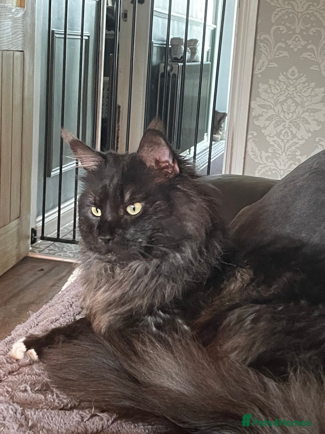 Maine Coon cats for sale: Home wanted  - Image 2