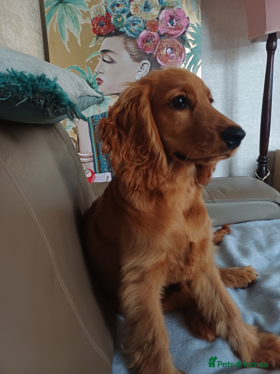 Cocker Spaniel dogs for sale: COOPER  - Image 2