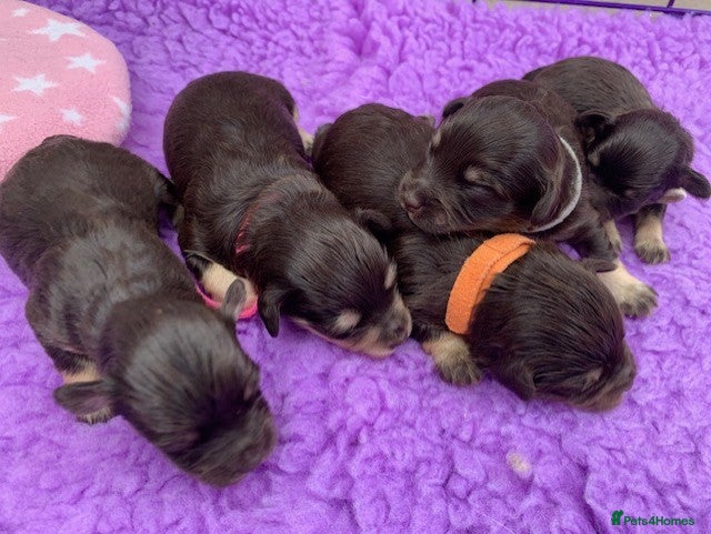 Miniature Schnauzer dogs 5* LICENSED KC MINI/TOY CHOCOLATE SCHNAUZERS - Advert 15