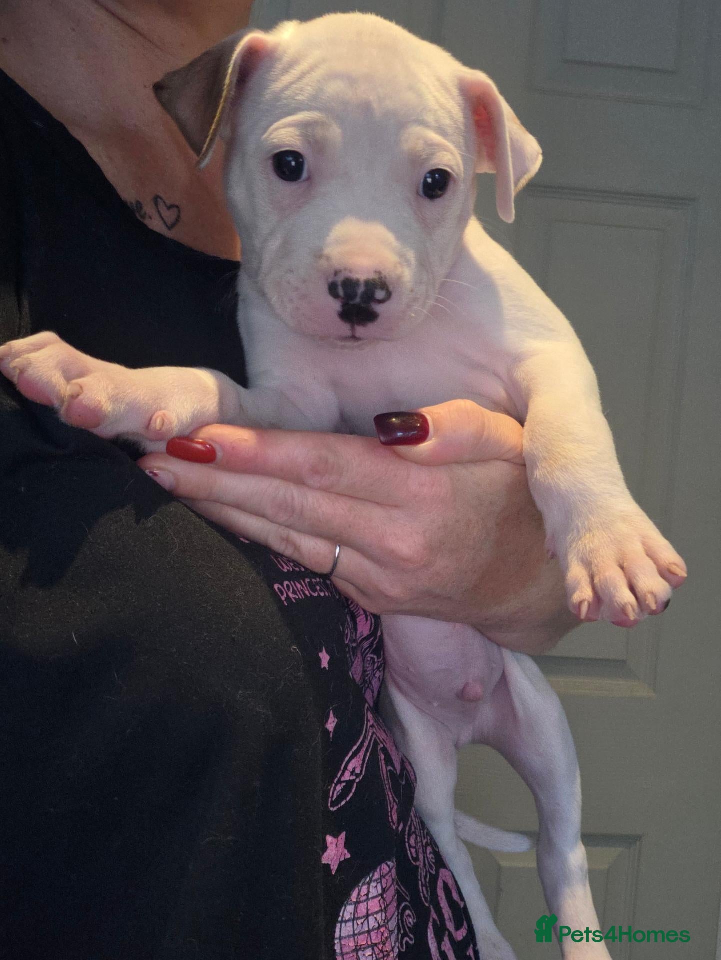 American Bulldog dogs ❤️  Ready this weeknd , last 2 available❤️  - Advert 4