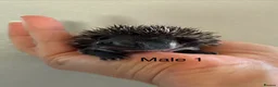 Pygmy Hedgehog rodents for sale: Gorgeous litter for Sale!  - Advert 3