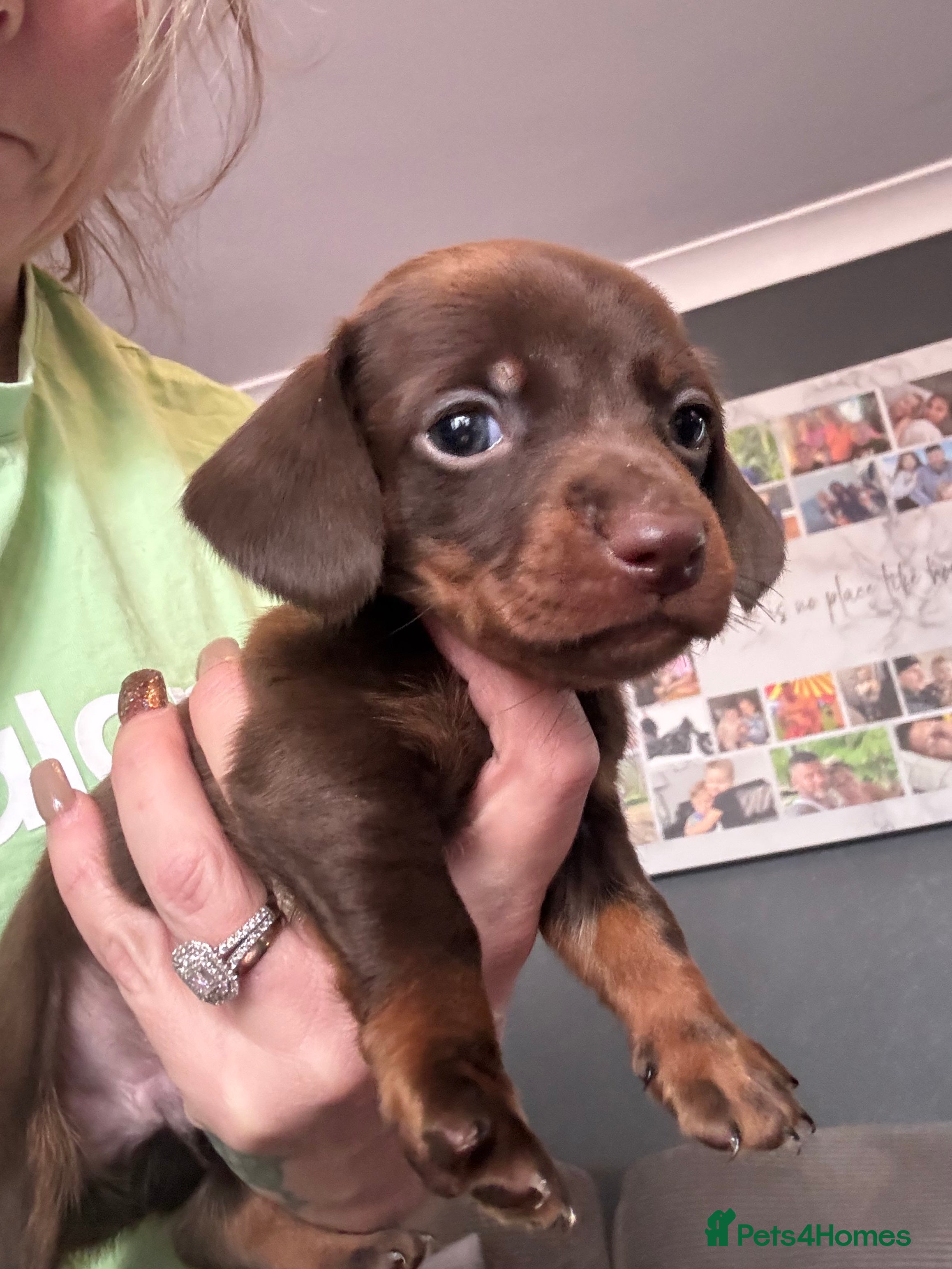 Dachshund dogs Tweener Dachshund Puppies only 2 boy left - Advert 2