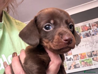 Dachshund dogs Tweener Dachshund Puppies only 2 boy left - Advert 2