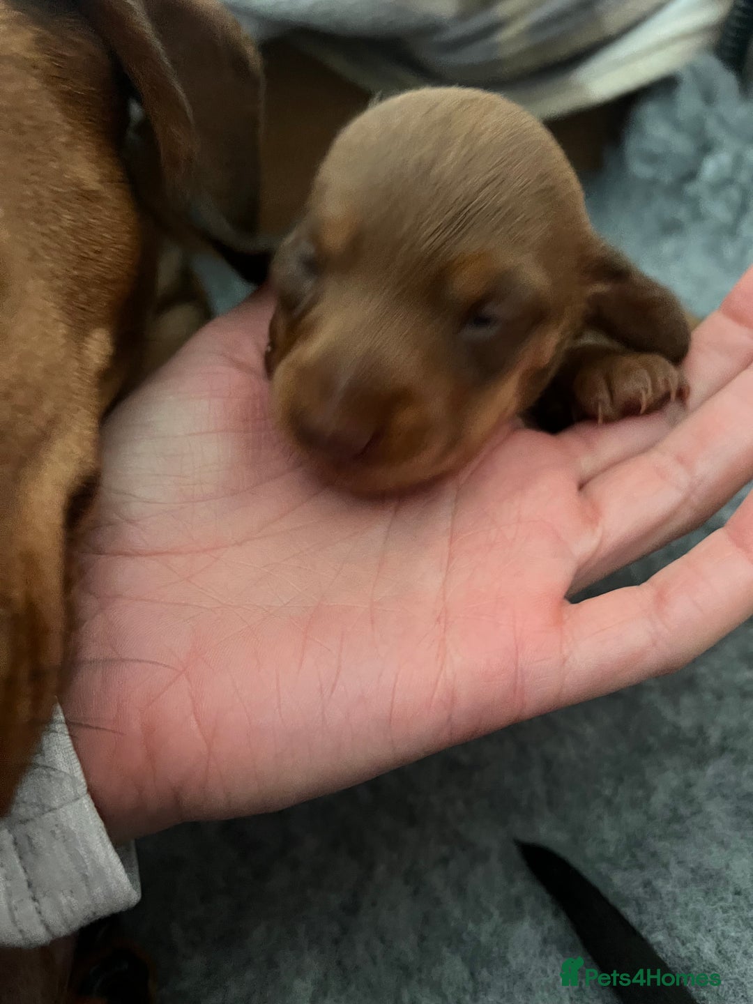 Dachshund dogs for sale: Female Dacshunds - Advert 5
