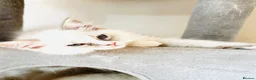 Ragdoll cats for sale: GCCF REGISTERED RAGDOLLS - Advert 4
