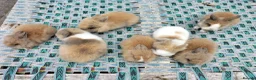 Lionhead rabbits for sale: Beautiful Mixed-Coloured Rabbits Ready Now! in Smethwick - Advert 2