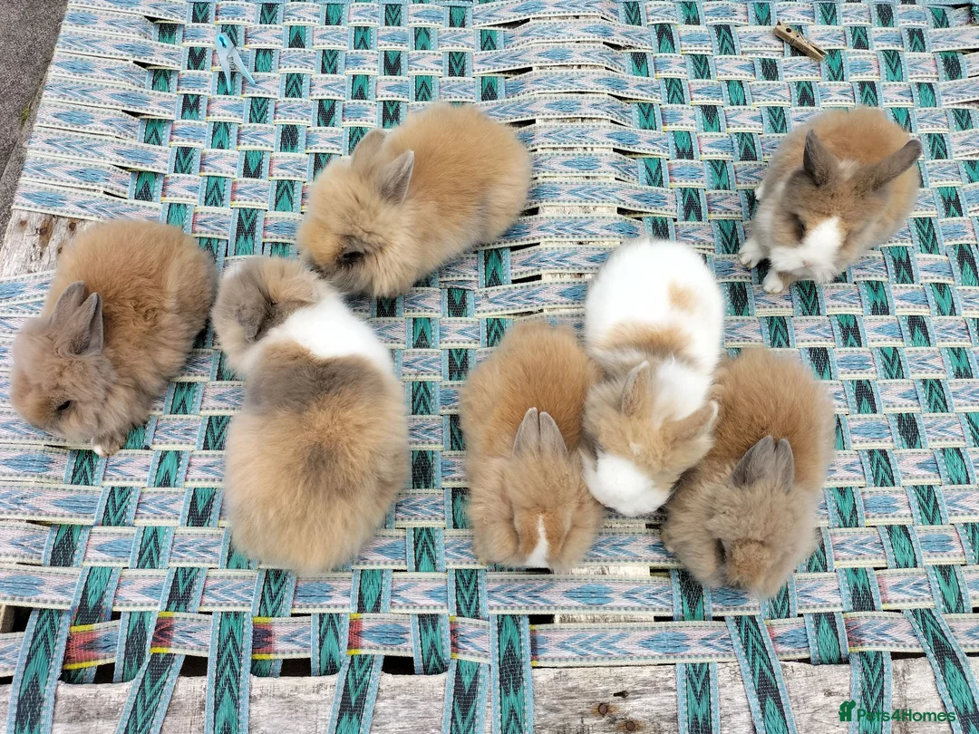 Lionhead rabbits for sale: Beautiful Mixed-Coloured Rabbits Ready Now! in Smethwick - Advert 2