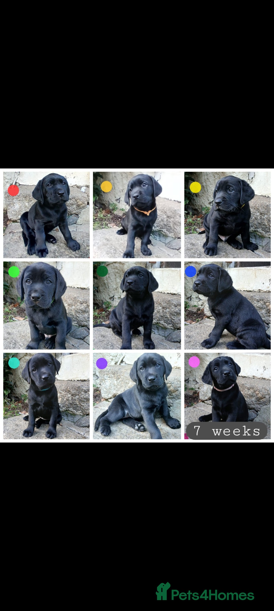 Labrador Retriever dogs for sale: Beautiful KC registered black Labrador puppies - Advert 2