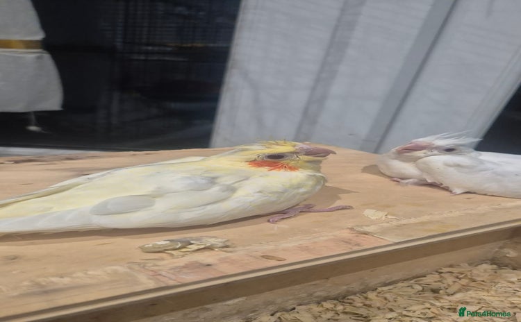 Cockatiels birds - Advert 2