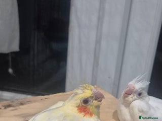 Cockatiels birds - Advert 9