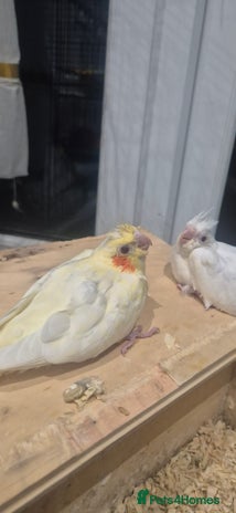 Cockatiels birds - Advert 2