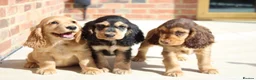 Cocker Spaniel dogs for sale: Kennel Club Registered Show Type Cocker puppies - Advert 1